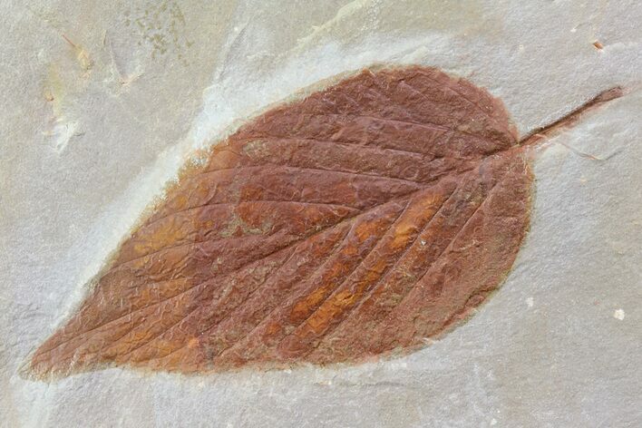 Detailed Fossil Leaf (Viburnum) - Montana #80790